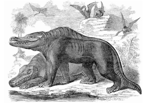 An artist’s impression of a Megalosaurus.